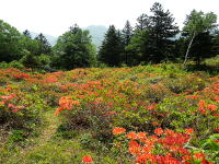 ほぼ登山です。。。