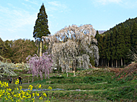 お久しぶり♪「水中の桜」です！